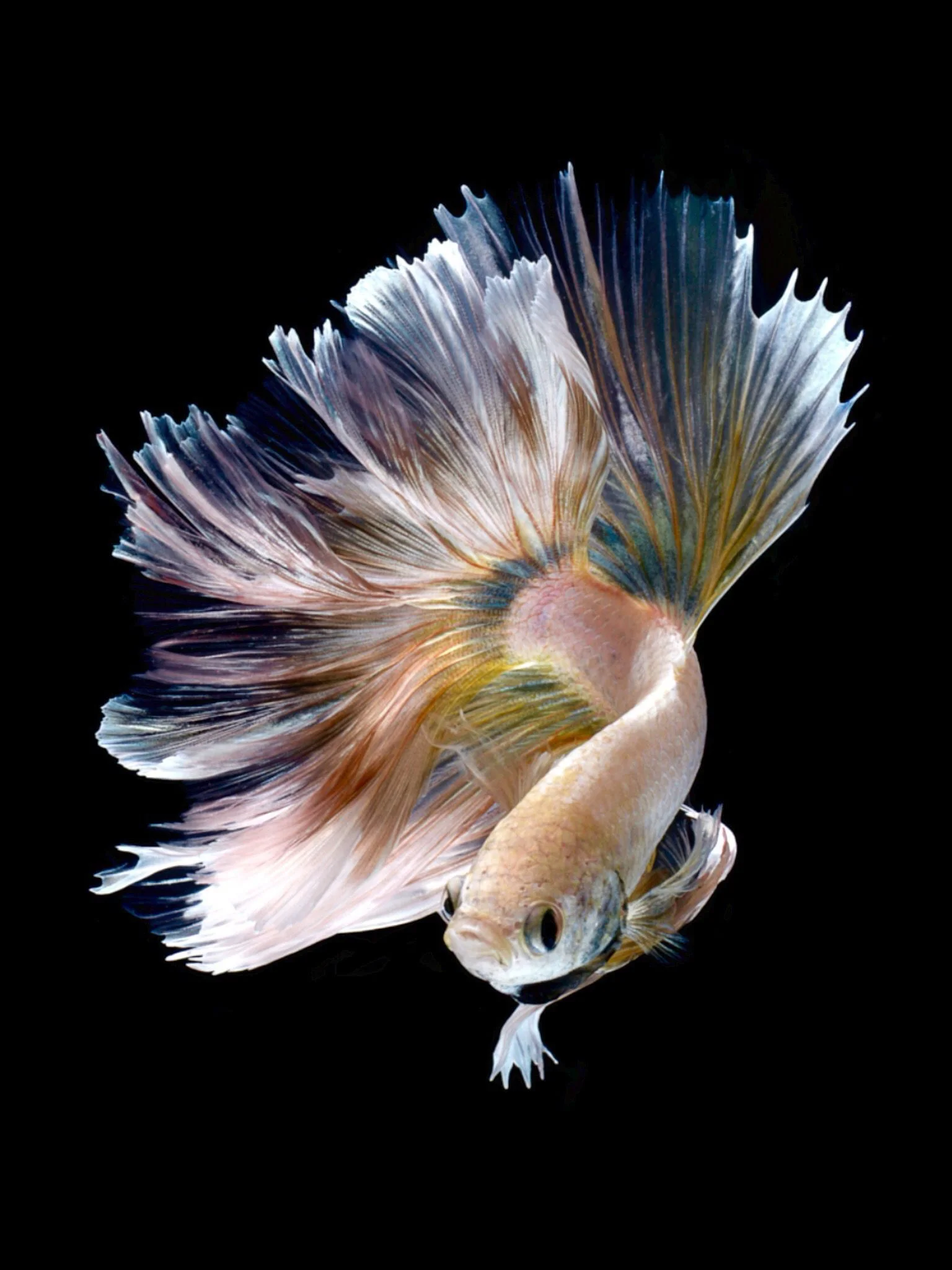 图片[7] - 转个冷知识：iPhone6s包装盒上是什么鱼？ - Apple银魂 - 科技改变生活 - 万事屋 | 生活·动漫·娱乐综合社区-银魂同好聚集地