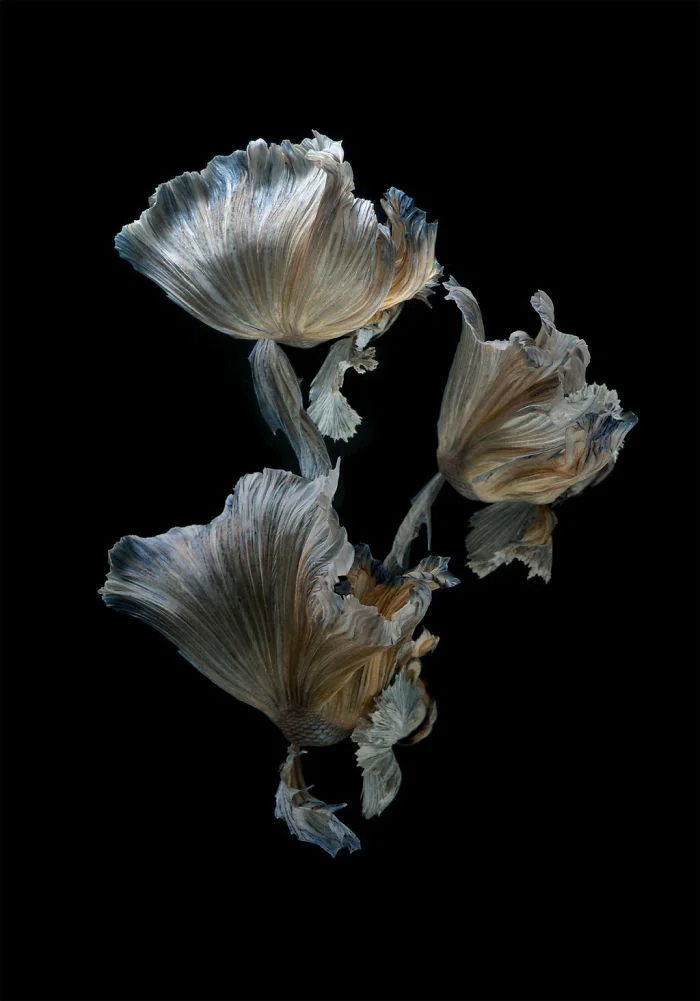 图片[8] - 转个冷知识：iPhone6s包装盒上是什么鱼？ - Apple银魂 - 科技改变生活 - 万事屋 | 生活·动漫·娱乐综合社区-银魂同好聚集地