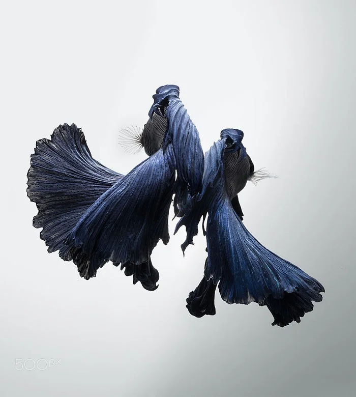 图片[15] - 转个冷知识：iPhone6s包装盒上是什么鱼？ - Apple银魂 - 科技改变生活 - 万事屋 | 生活·动漫·娱乐综合社区-银魂同好聚集地