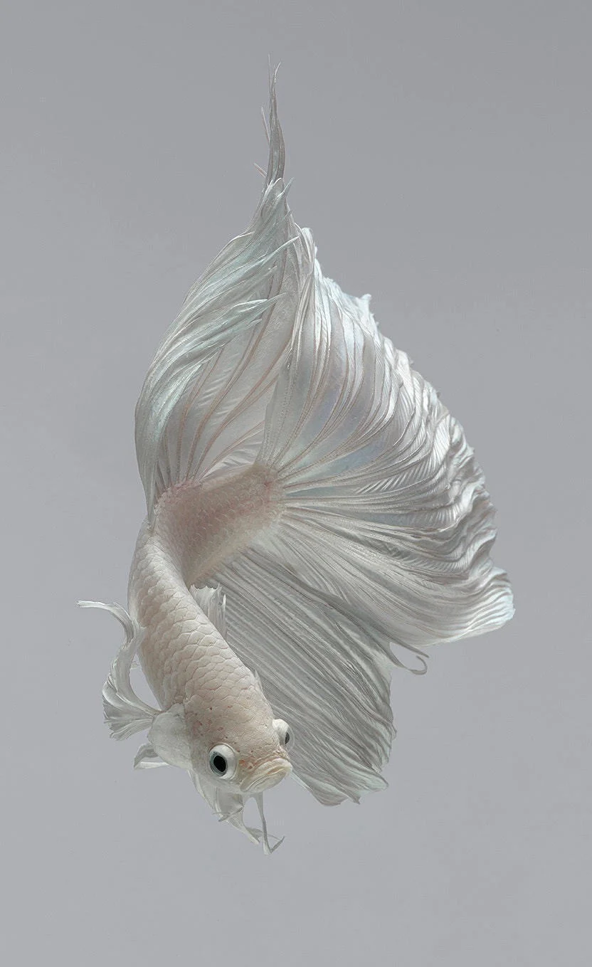 图片[17] - 转个冷知识：iPhone6s包装盒上是什么鱼？ - Apple银魂 - 科技改变生活 - 万事屋 | 生活·动漫·娱乐综合社区-银魂同好聚集地