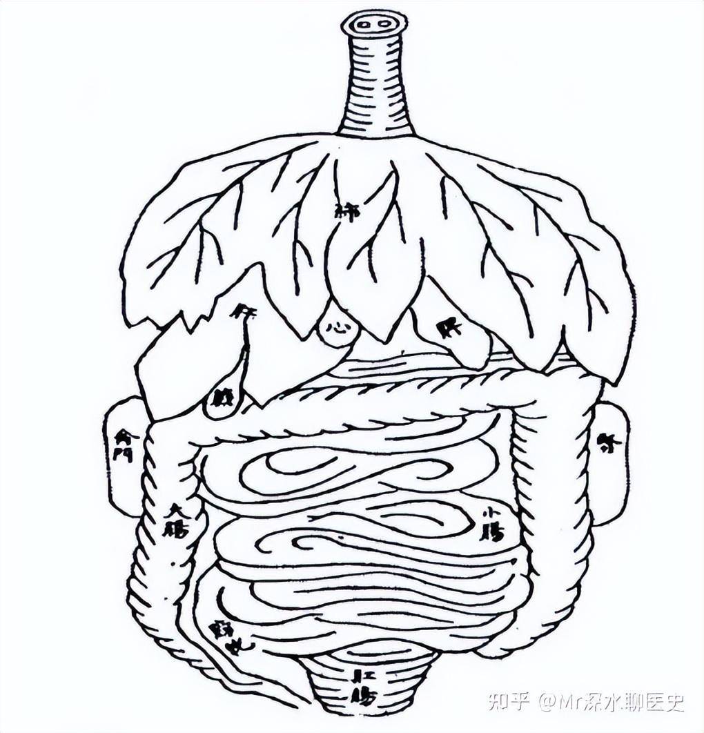 中医为什么没有走向解剖、结构分析的道路? - 万事屋 | 生活·动漫·娱乐综合社区-银魂同好聚集地
