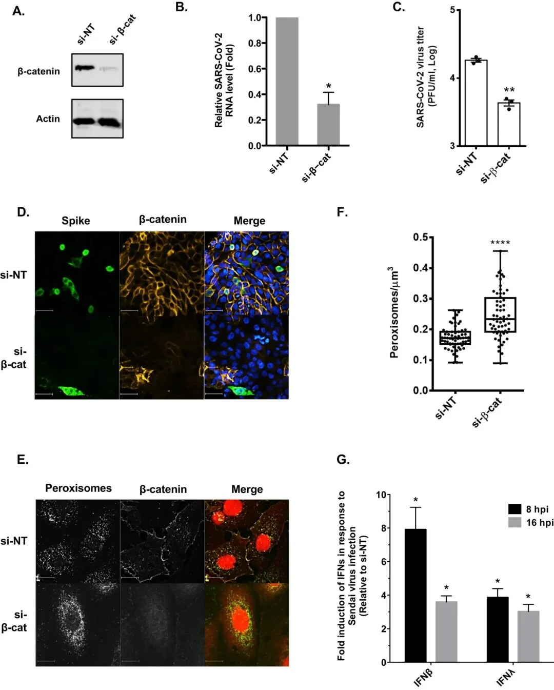 图片[4] - 科学家发现可对抗 COVID-19 的新型抗病毒药物 - 万事屋 | 生活·动漫·娱乐综合社区-银魂同好聚集地