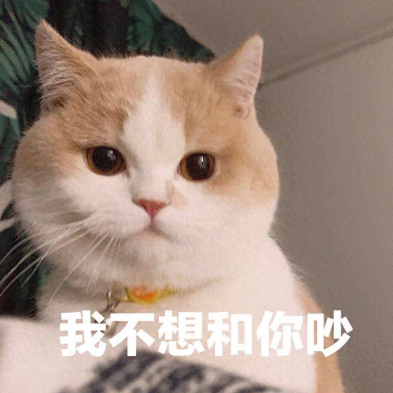 据说这六种猫颜值高且比狗还忠诚 - 什么值得买银魂 - 大众生活 - 万事屋 | 生活·动漫·娱乐综合社区-银魂同好聚集地