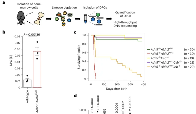 图片[4] - 一喝酒就脸红, 易患癌还早衰? Nature子刊最新研究揭开: 喝酒“上脸”与衰老加速之间的关联 - 万事屋 | 生活·动漫·娱乐综合社区-银魂同好聚集地