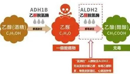 一喝酒就脸红, 易患癌还早衰? Nature子刊最新研究揭开: 喝酒“上脸”与衰老加速之间的关联 - 万事屋 | 生活·动漫·娱乐综合社区-银魂同好聚集地