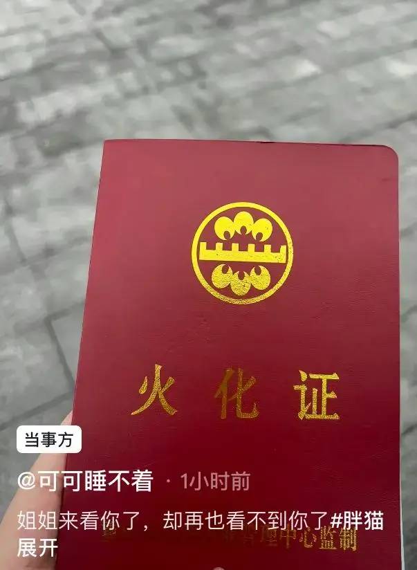 图片[3] - 胖猫事件登上了国外的新闻和热搜，女权的舆论阻击并未奏效 - 万事屋