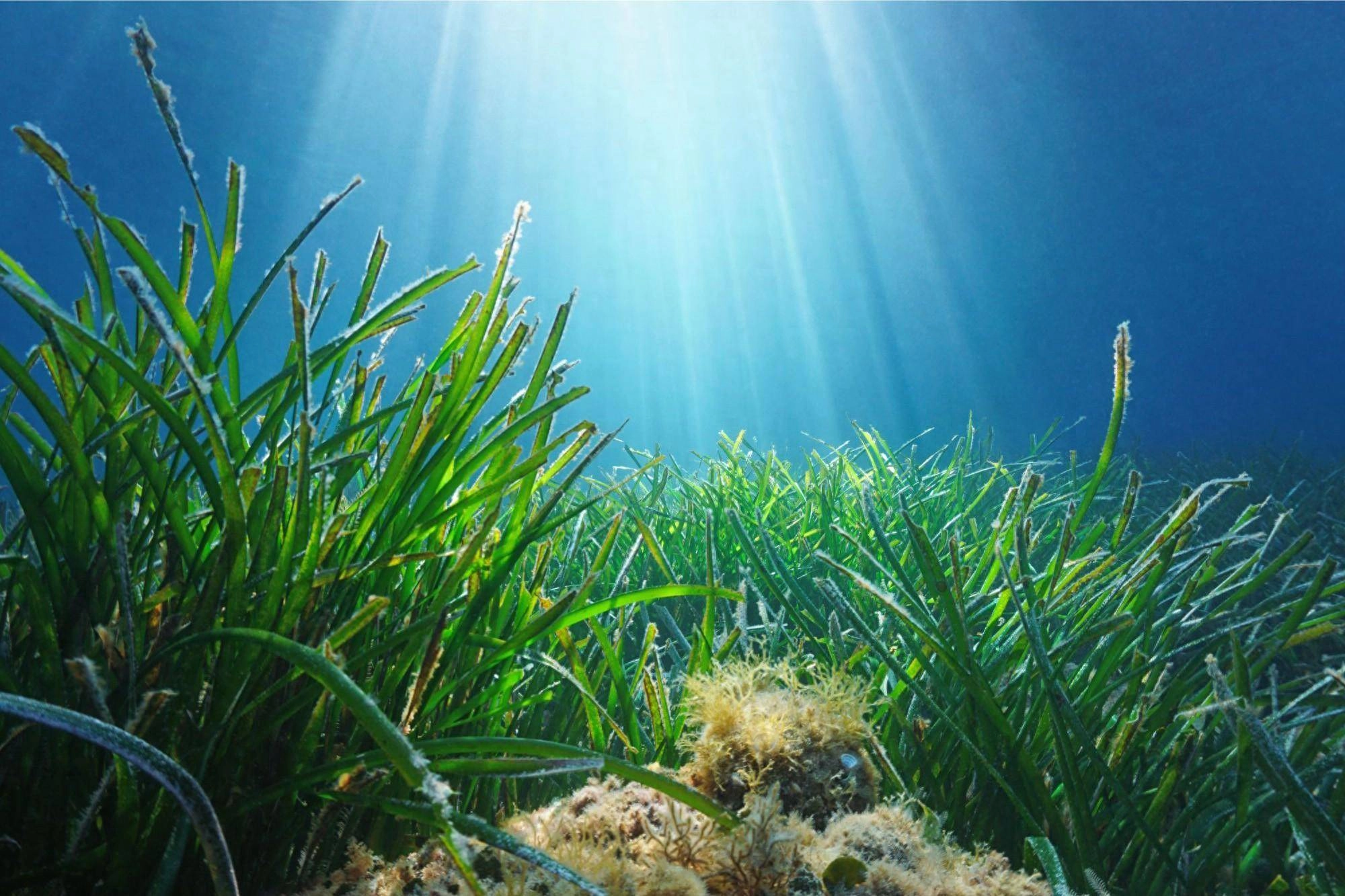 科学家发现现存已知最古老的海洋植物 通过无性繁殖活跃了1400多年 - 万事屋 | 生活·动漫·娱乐综合社区-银魂同好聚集地