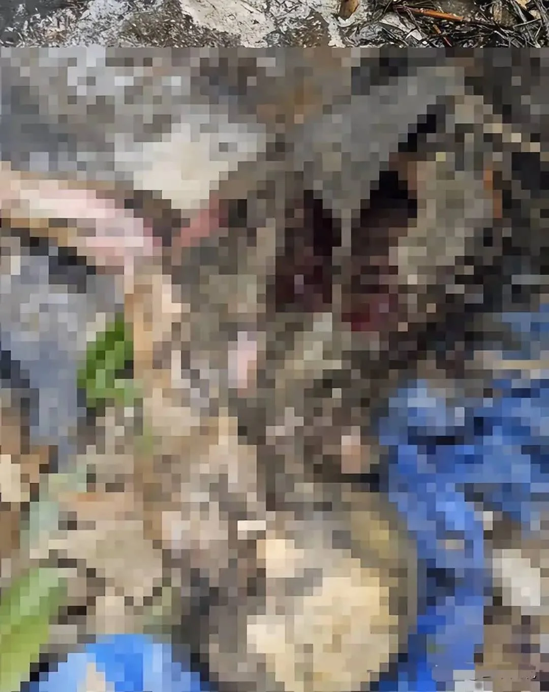 图片[11] - 胆小慎入！中国女子在泰国失踪，骨骼被找到，现场太可怕！ - 万事屋 | 生活·动漫·娱乐综合社区-银魂同好聚集地