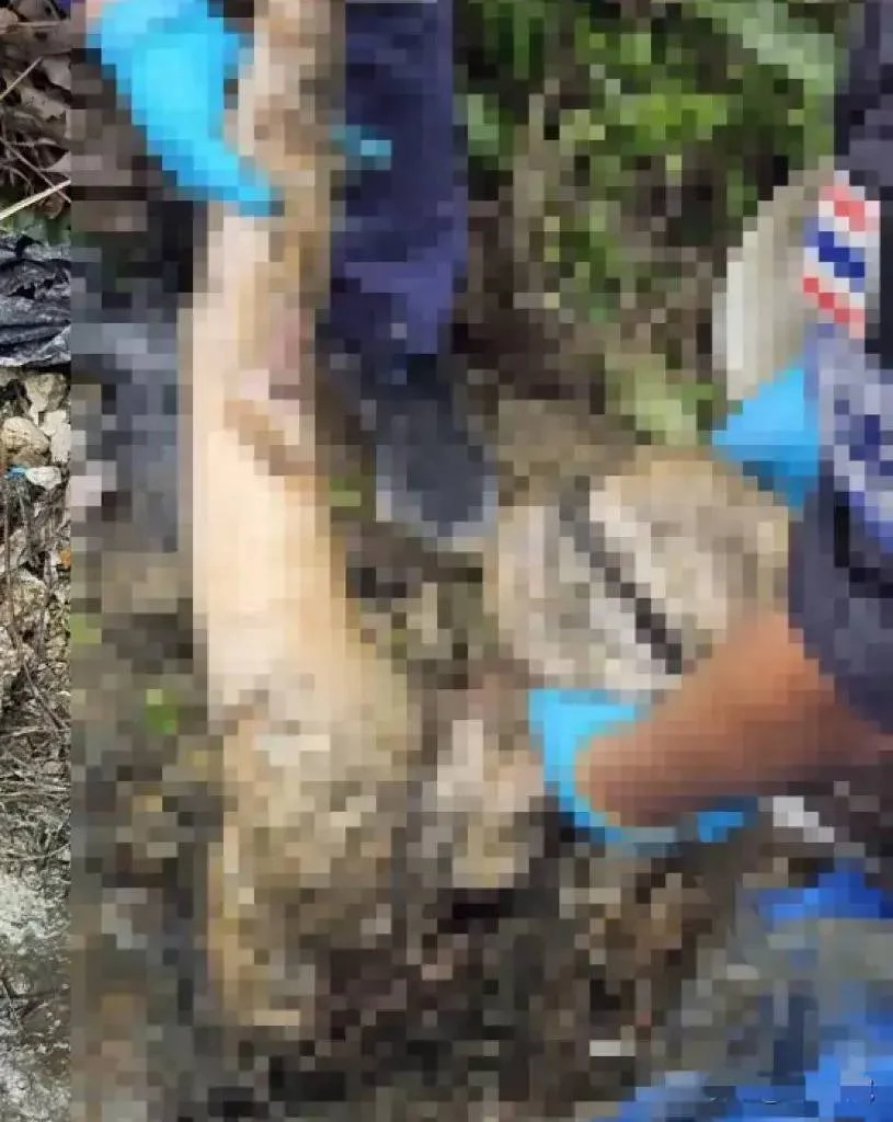 图片[10] - 胆小慎入！中国女子在泰国失踪，骨骼被找到，现场太可怕！ - 万事屋 | 生活·动漫·娱乐综合社区-银魂同好聚集地