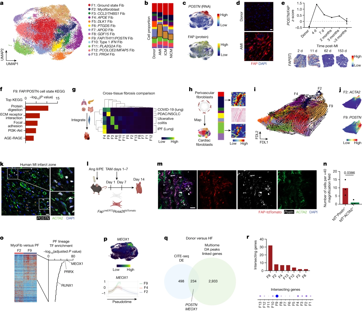 免疫疗法可预防心脏病发作发展为心力衰竭