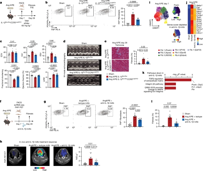 免疫疗法可预防心脏病发作发展为心力衰竭