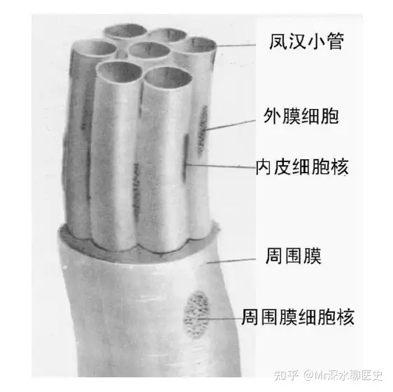 有人问：美国、日本都证实经络的存在了，为什么有人视而不见呢？深水哥答：