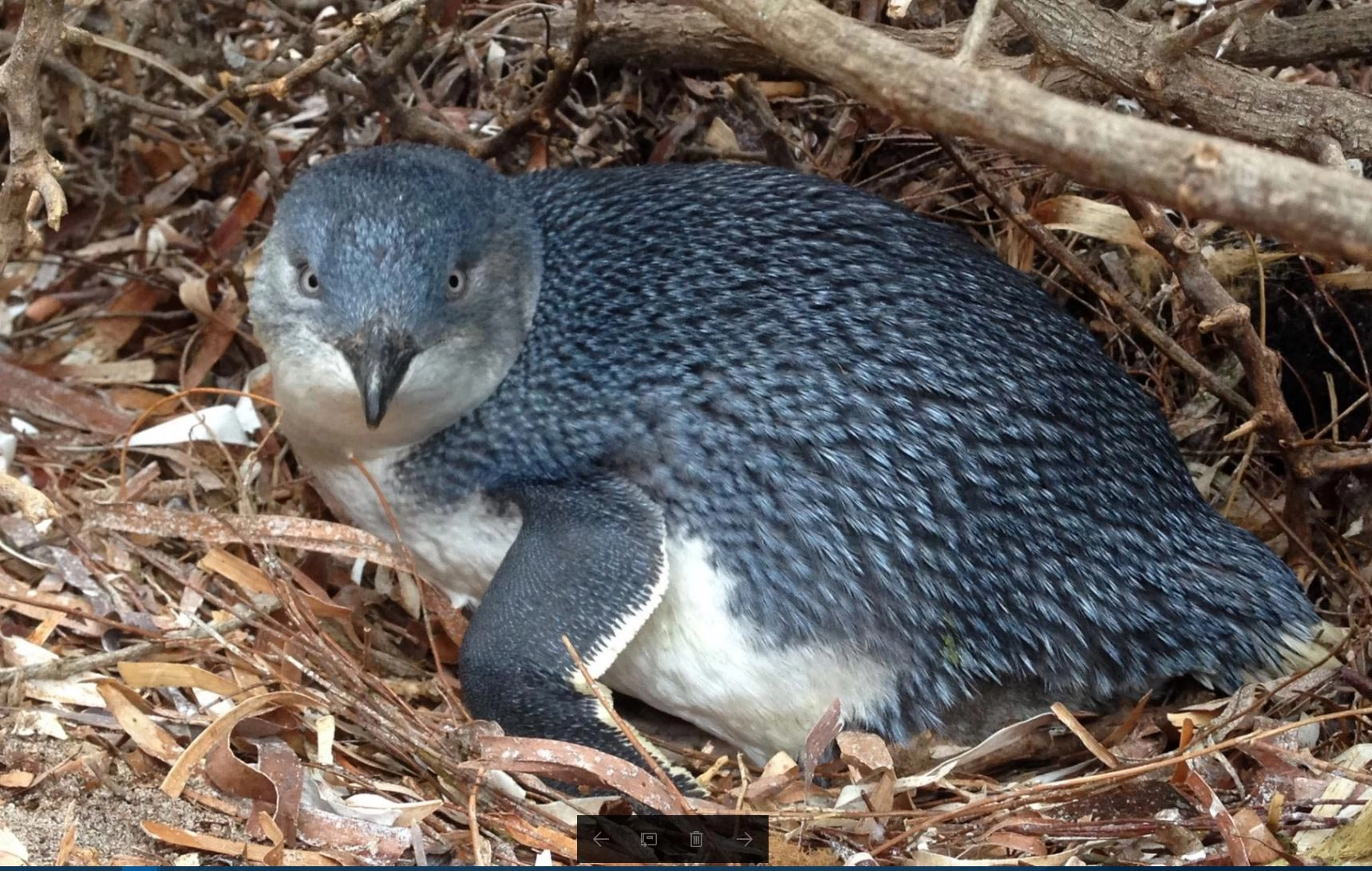 科学家警告：澳洲花岗岩岛的小蓝企鹅濒临灭绝