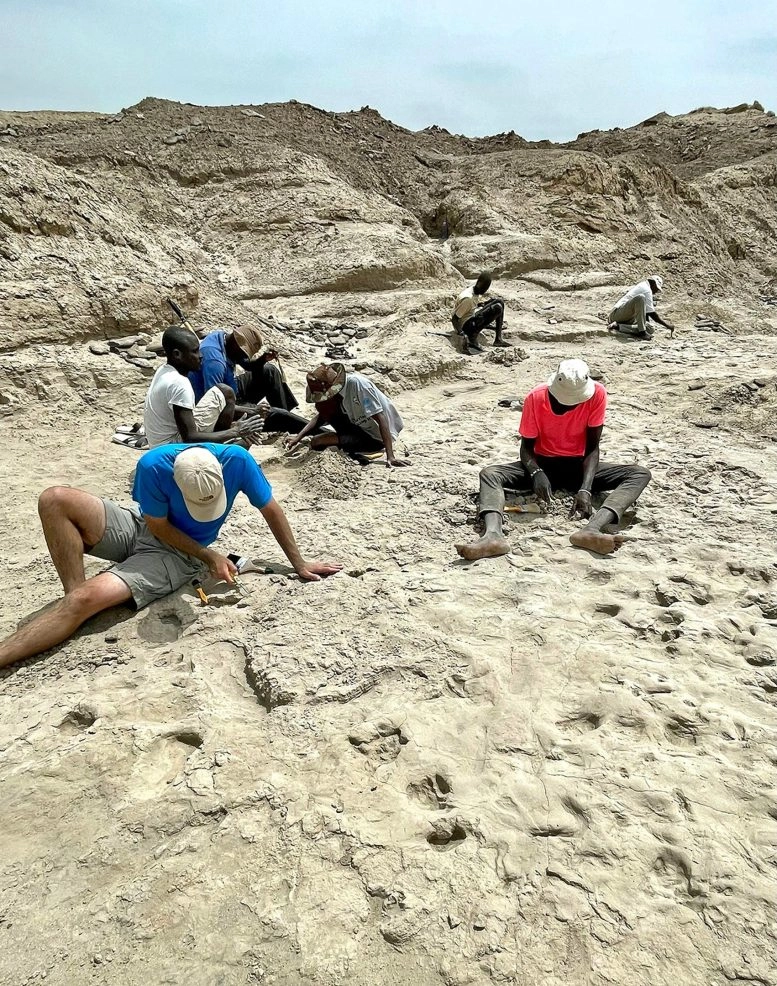 150万年前的足迹显示两种人类祖先意外共存