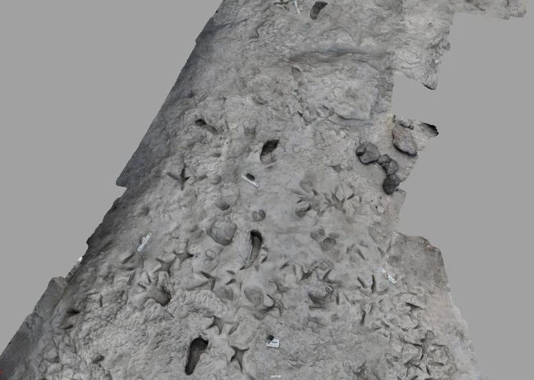 150万年前的足迹显示两种人类祖先意外共存