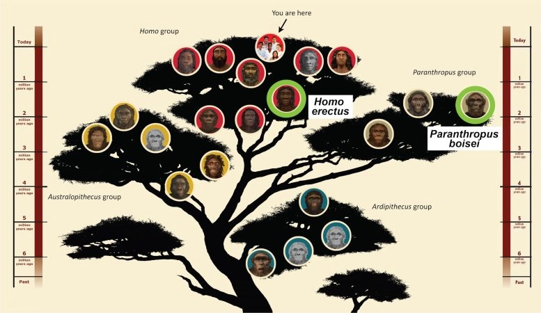 150万年前的足迹显示两种人类祖先意外共存