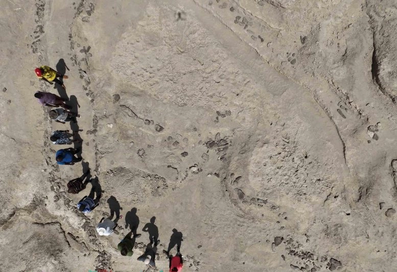 150万年前的足迹显示两种人类祖先意外共存