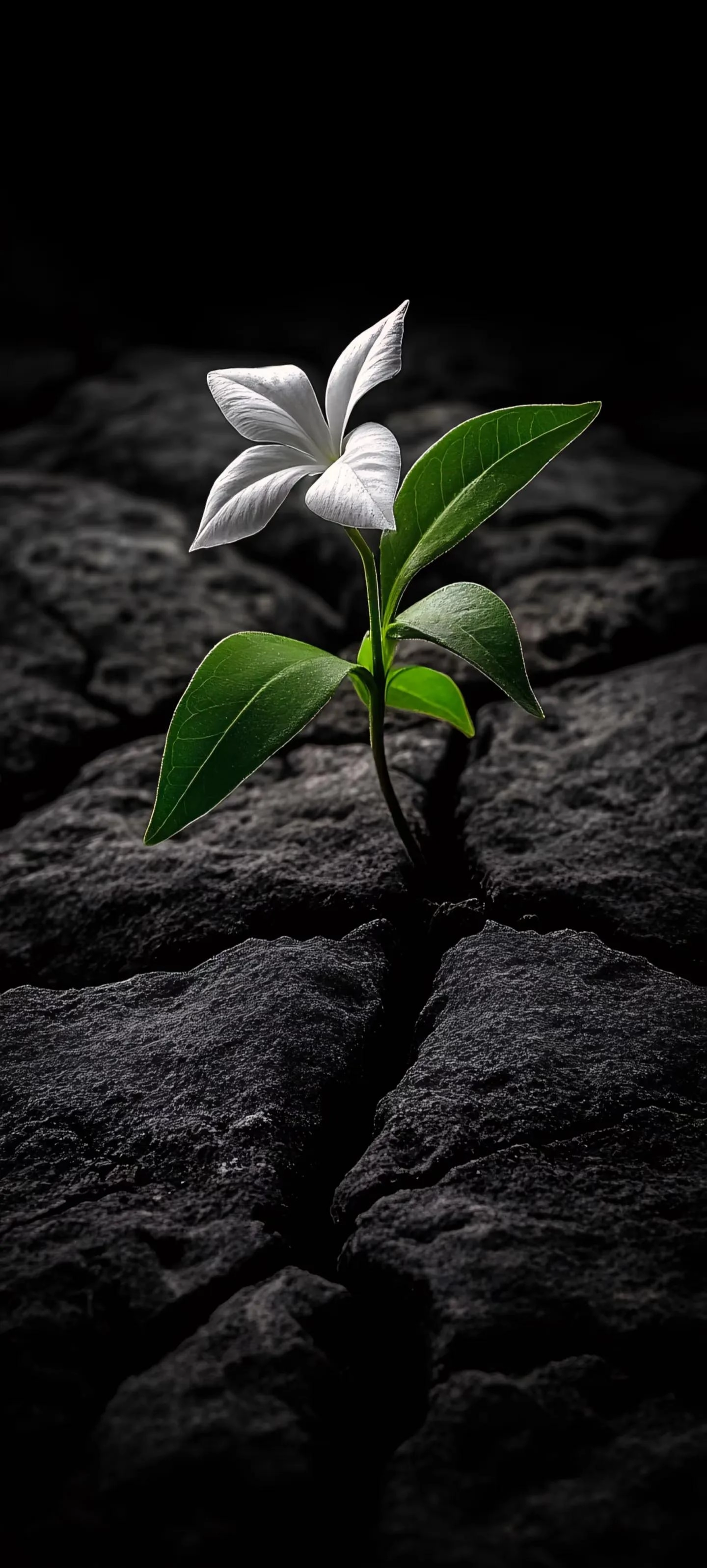 分享一些高清壁纸