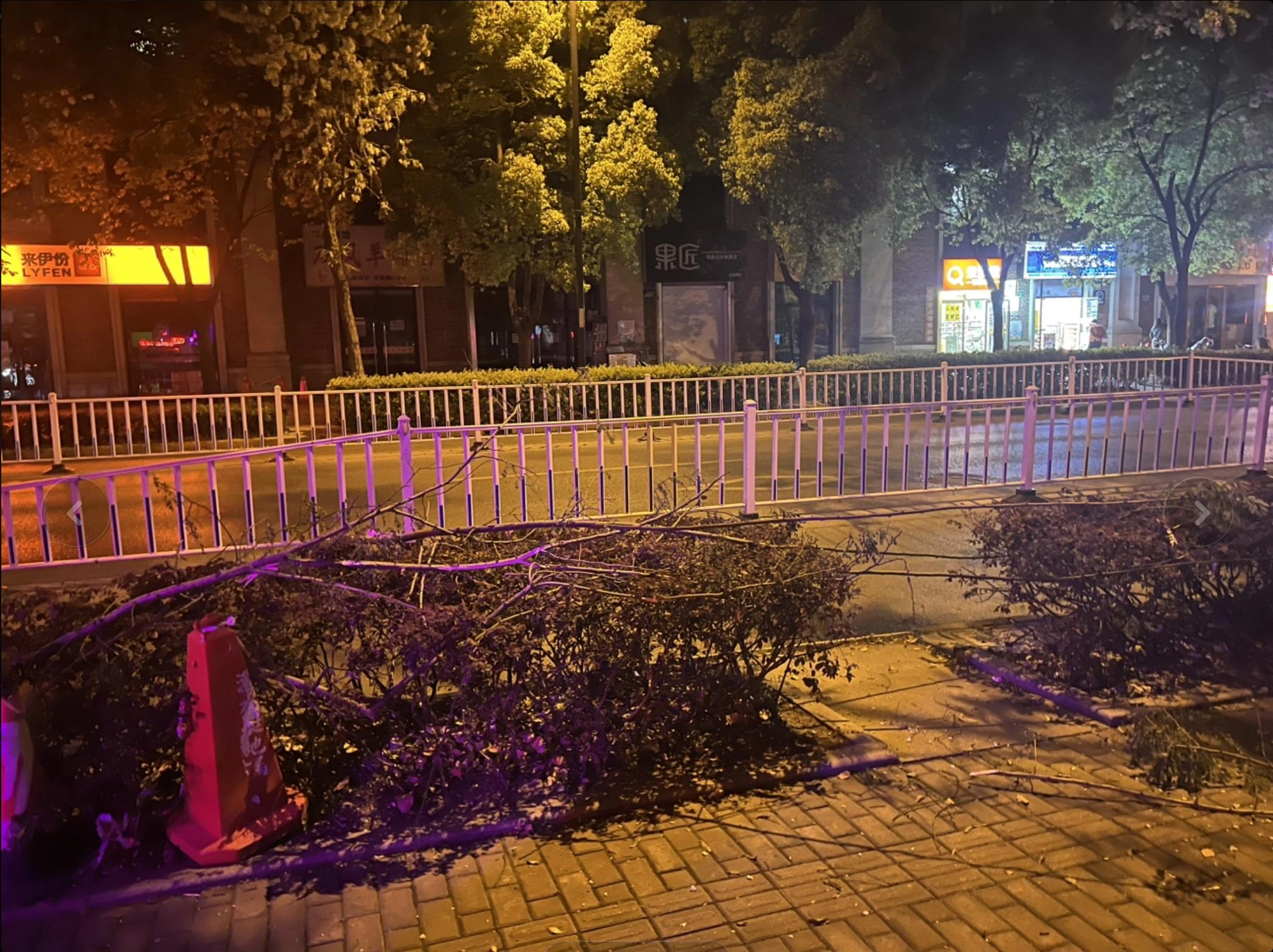 上海一女子曝光槐花刺客,天天半夜锯树偷槐花,路两旁的树都秃了