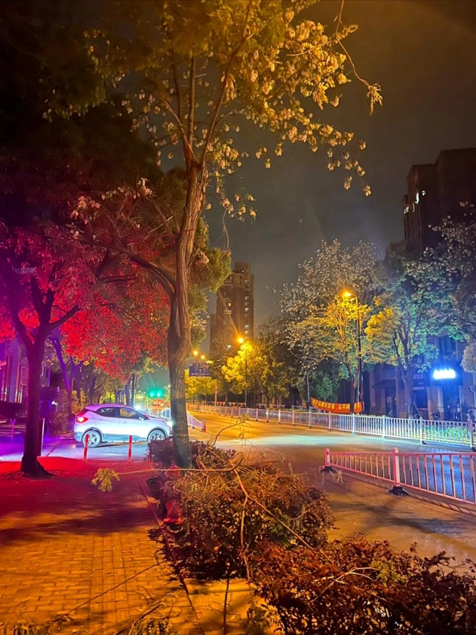 上海一女子曝光槐花刺客,天天半夜锯树偷槐花,路两旁的树都秃了