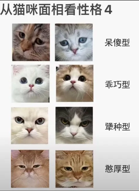 据说从猫咪面相可以看出猫咪性格 - 生活银魂 - 大众生活 - 万事屋 | 生活·动漫·娱乐综合社区-银魂同好聚集地