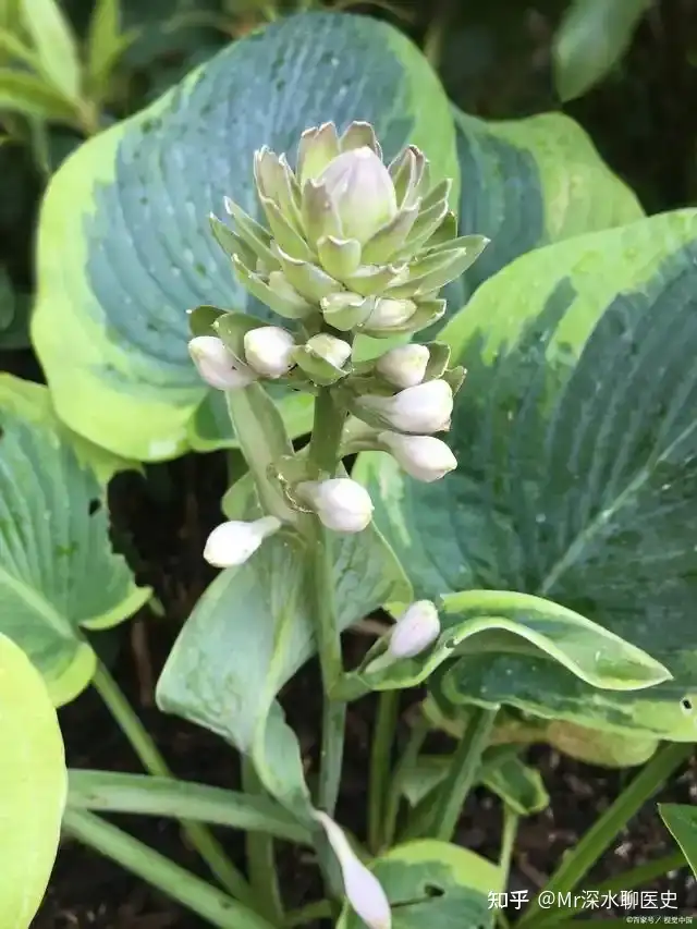 现在科学还不能解释中医，代表现在的科学还不够发达吗？深水哥讲了一个故事