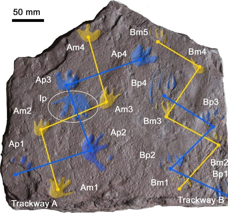 来自澳大利亚的足迹表明爬行动物的进化时间可能比人们想象的早3500万年