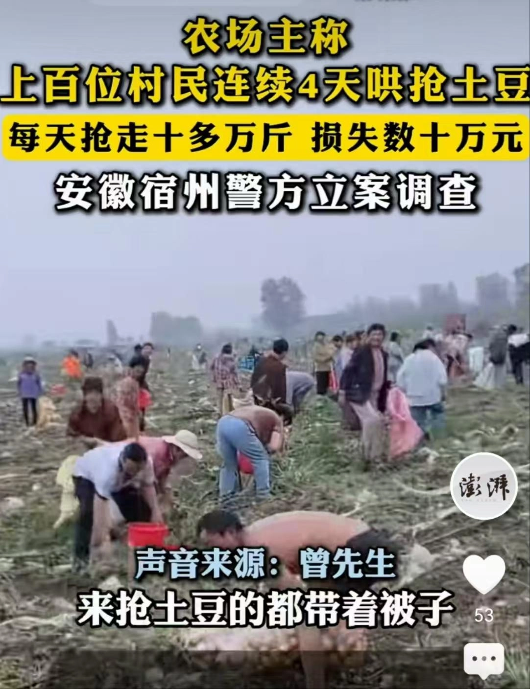安徽500亩土豆遭村民哄抢:被告知法不责众,让他删视频影响不好
