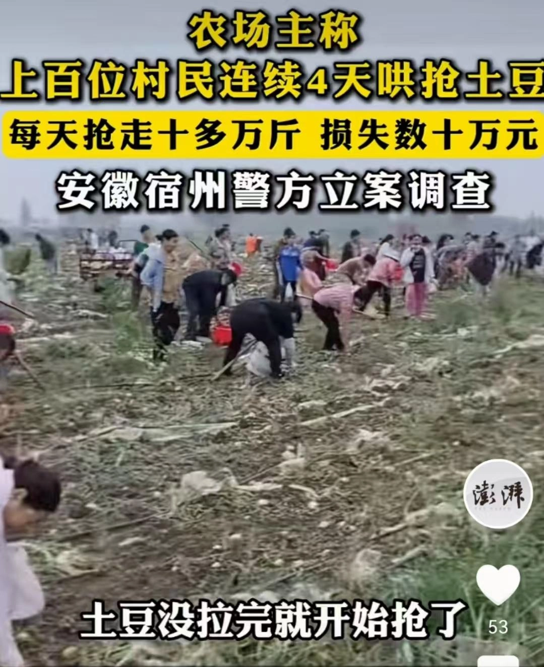 安徽500亩土豆遭村民哄抢:被告知法不责众,让他删视频影响不好
