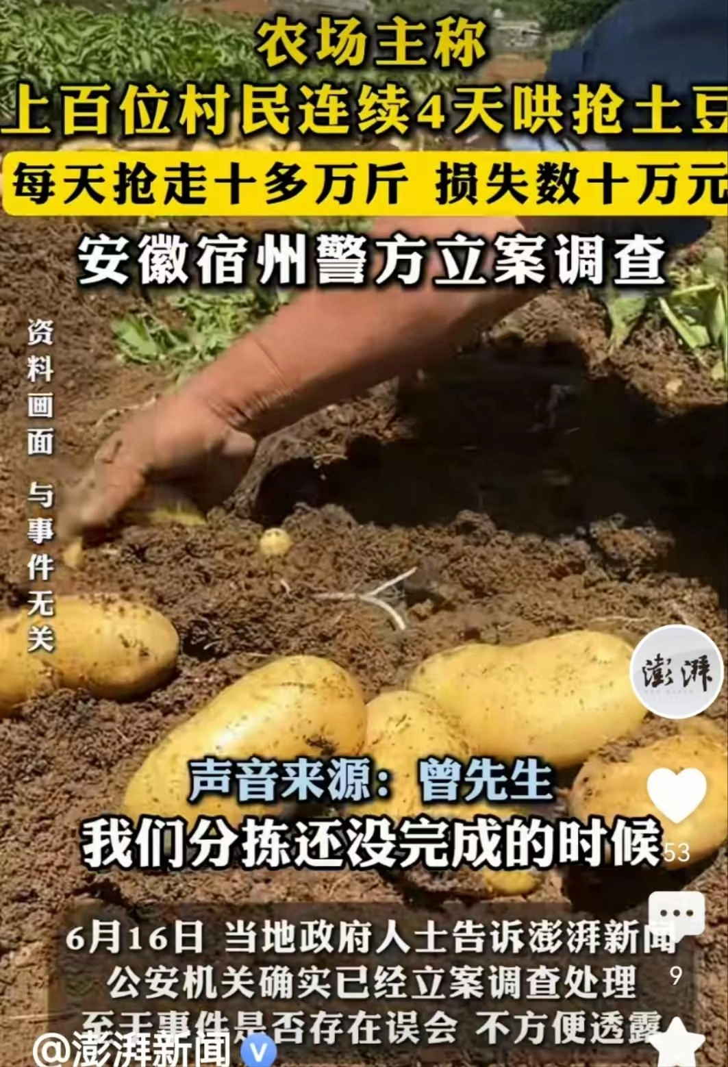 安徽500亩土豆遭村民哄抢:被告知法不责众,让他删视频影响不好