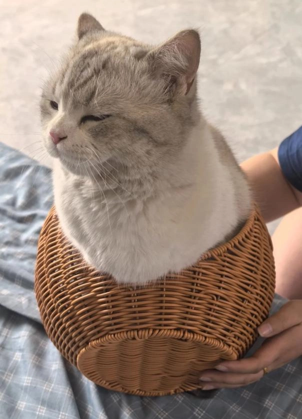 商家提醒“这不是猫窝”,铲屎官们“我偏要买!”结果尺寸不对!