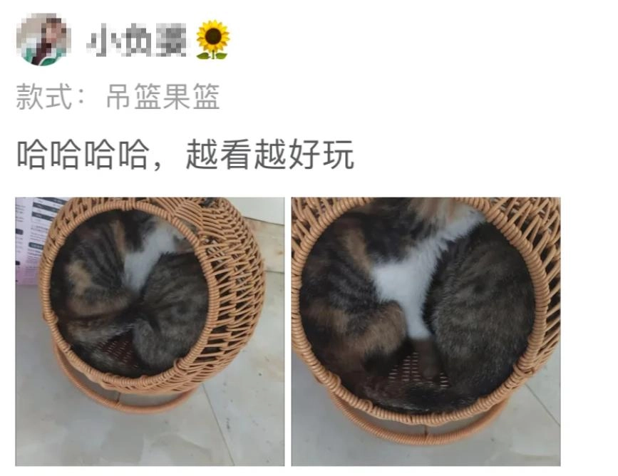 商家提醒“这不是猫窝”,铲屎官们“我偏要买!”结果尺寸不对!