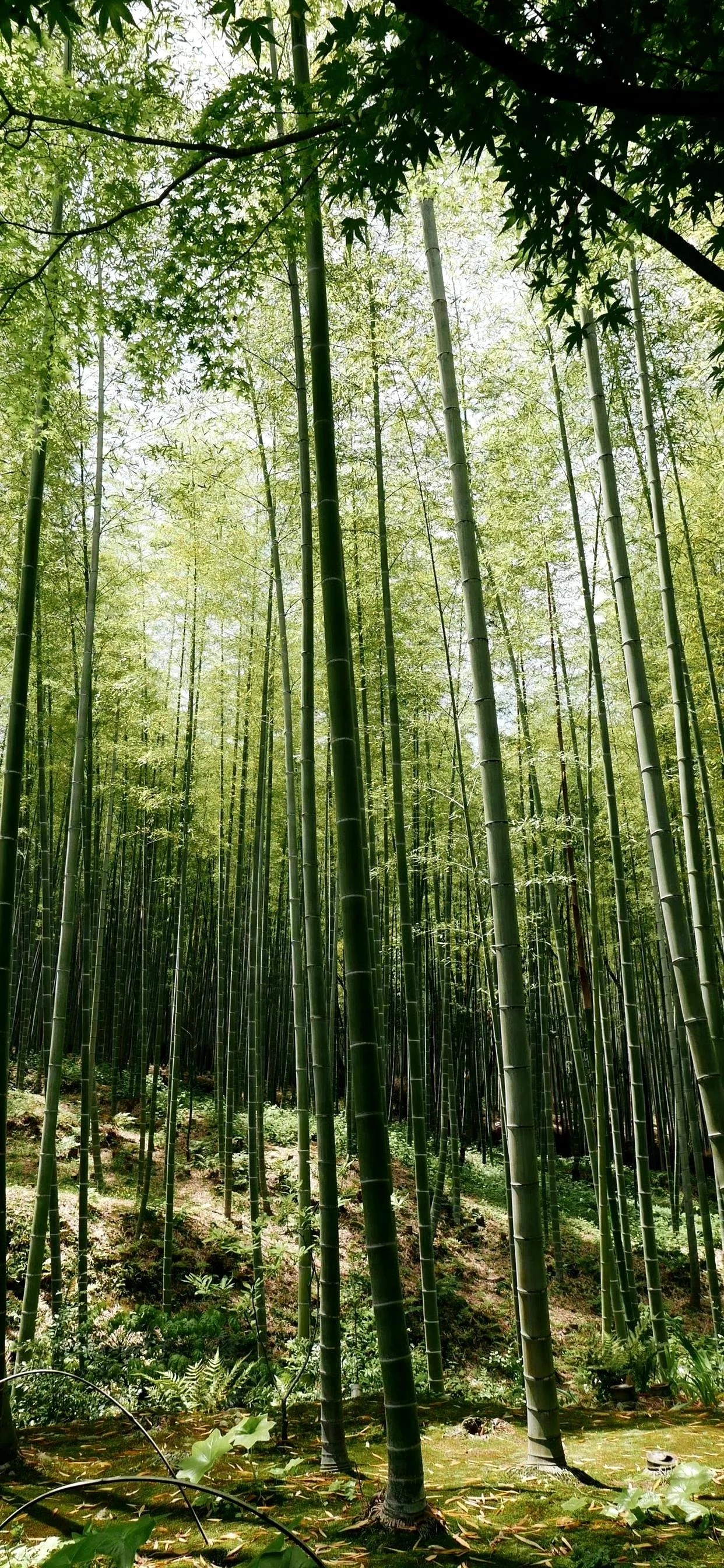 分享一些高清手机壁纸，18号不错哦 - 万事屋 | 生活·动漫·娱乐综合社区-银魂同好聚集地