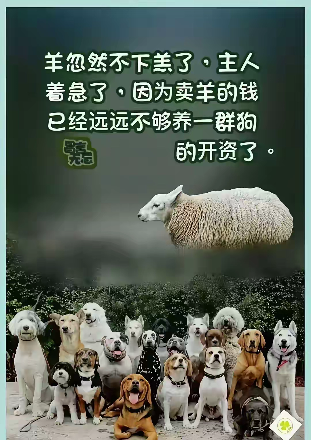 为什么羊不下羊羔了？看完你懂了吗？ - 生活银魂 - 大众生活 - 万事屋 | 生活·动漫·娱乐综合社区-银魂同好聚集地