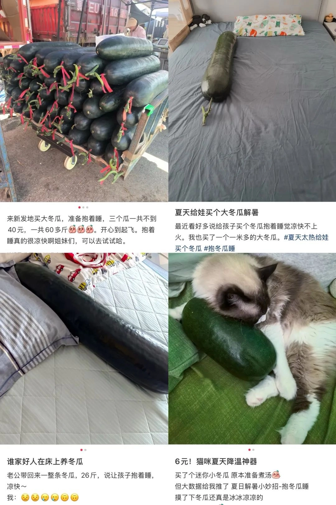 抱冬瓜睡觉真能降温？科学解释背后的物理原理与实际效果 - 生活银魂 - 大众生活 - 万事屋 | 生活·动漫·娱乐综合社区-银魂同好聚集地
