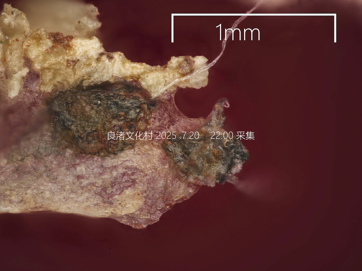 B站up主“宅家的颠野爷”发了一段视频，这个么。。。 - 万事屋 | 生活·动漫·娱乐综合社区-银魂同好聚集地