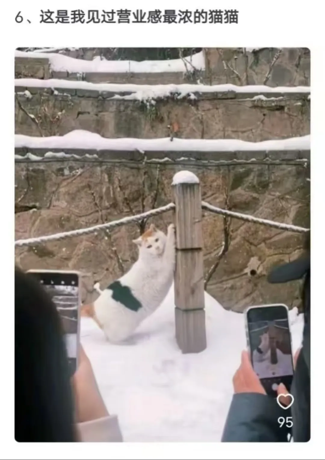 这是我见过营业感最浓的猫猫 - 生活银魂 - 大众生活 - 万事屋 | 生活·动漫·娱乐综合社区-银魂同好聚集地