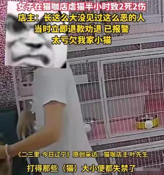 东北女子虐杀幼猫:被曝是央企职工,店主死磕到底,当地文旅沦陷