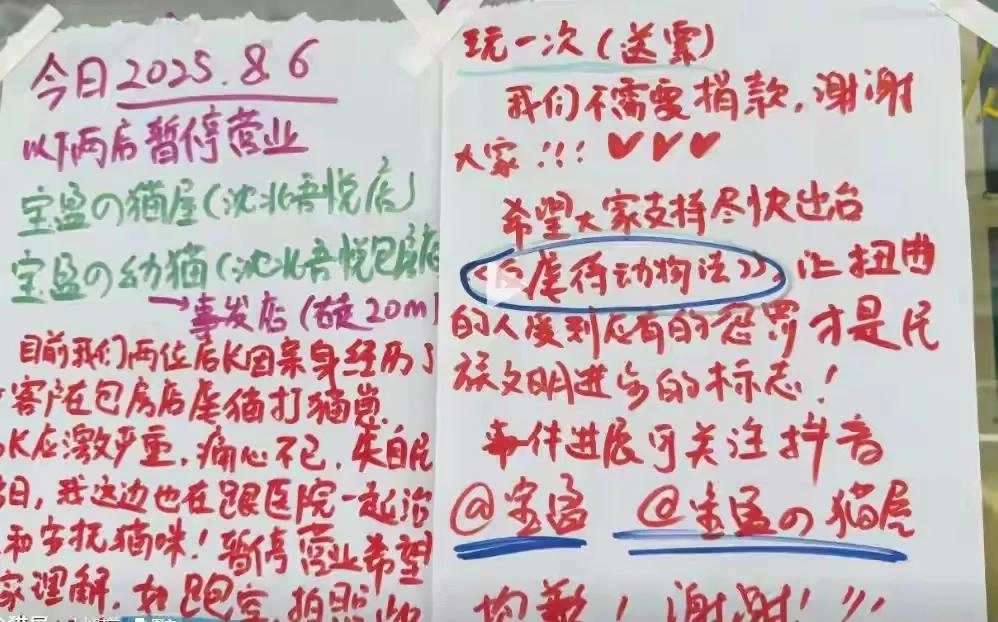东北女子虐杀幼猫:被曝是央企职工,店主死磕到底,当地文旅沦陷