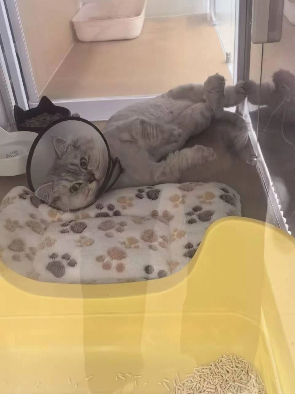 搜索猫条时，京东第一位的是自营的弗列加特 96%高肉含量主食营养猫条 成猫湿粮猫条 牛肉金枪鱼15g*50支 - 什么值得买银魂 - 大众生活 - 万事屋 | 生活·动漫·娱乐综合社区-银魂同好聚集地
