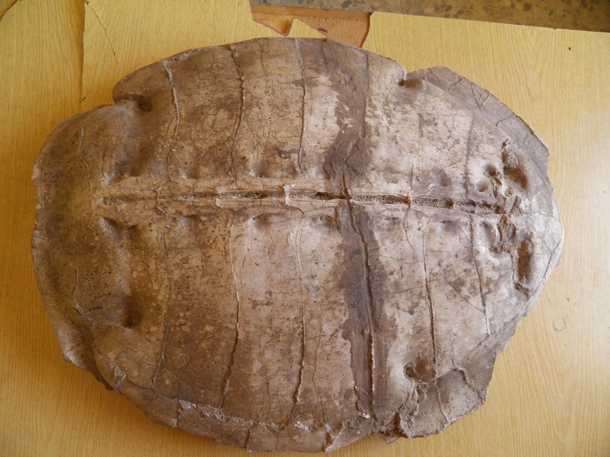叙利亚出土5000万年前的海龟化石 震惊古生物学家 - 万事屋 | 生活·动漫·娱乐综合社区-银魂同好聚集地