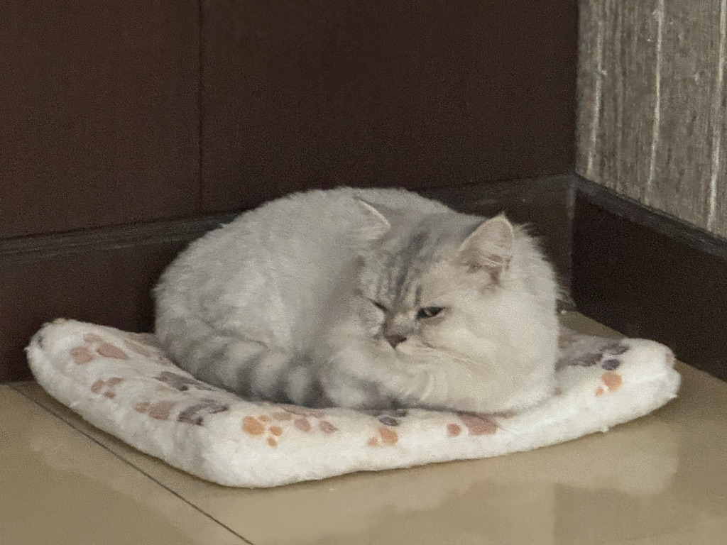 拿破仑猫是颜值换智商。。。 - 生活银魂 - 大众生活 - 万事屋 | 生活·动漫·娱乐综合社区-银魂同好聚集地