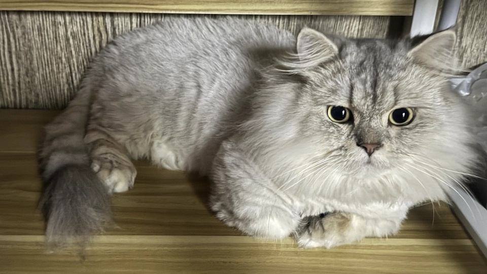 20250915021945247-image