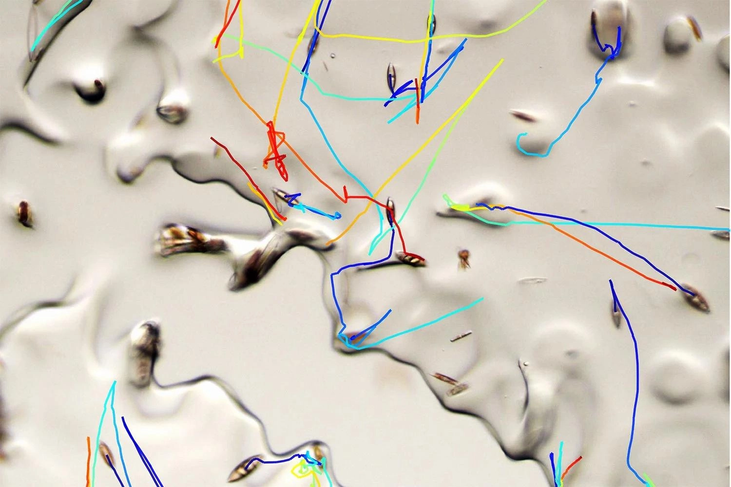 沉睡不再：北极硅藻在冰下苏醒