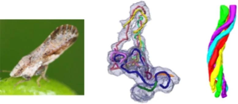 科学家在柑橘害虫的体内共生细菌中发现了一种此前未知的管状结构