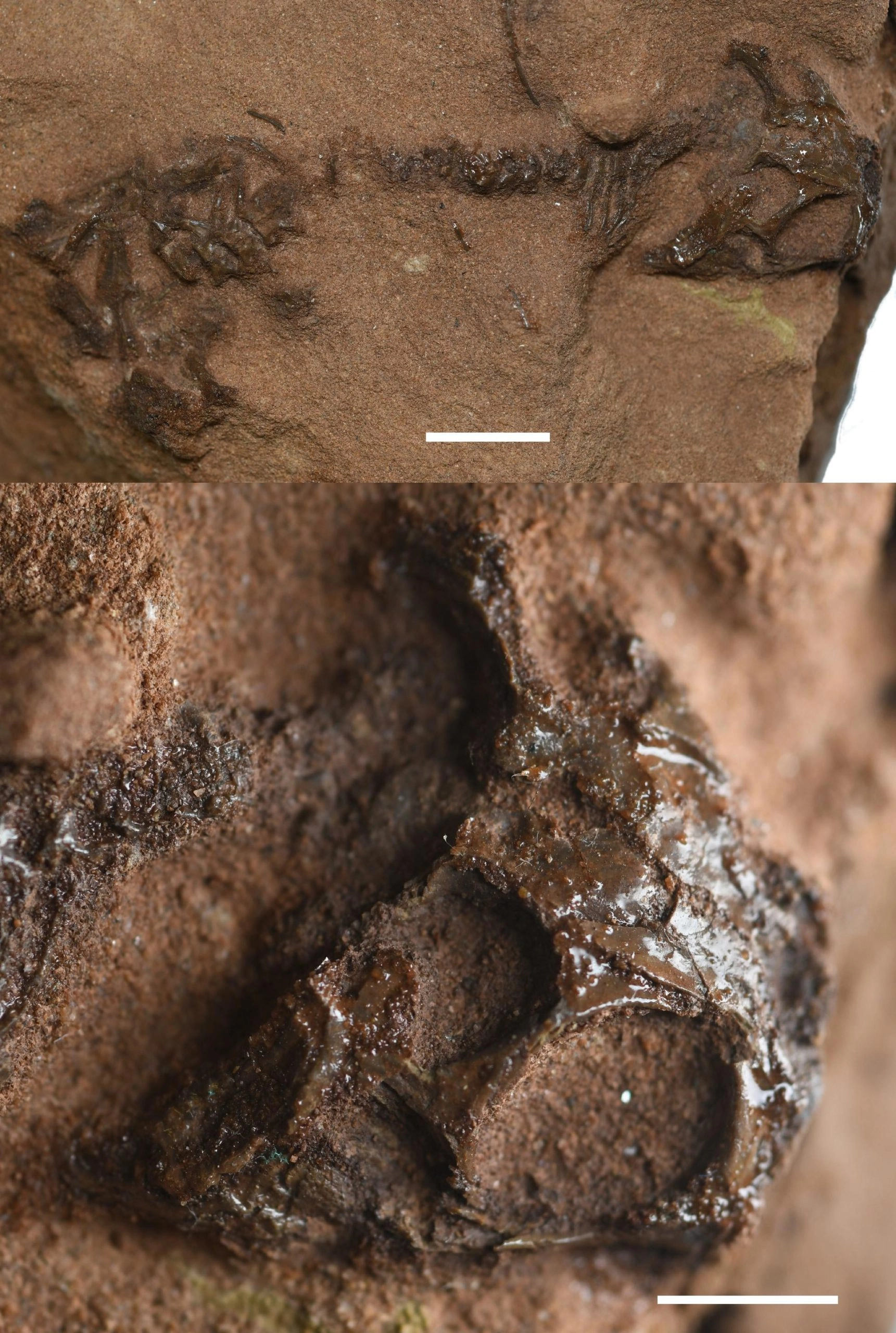 新化石改写我们对爬行动物进化的理解