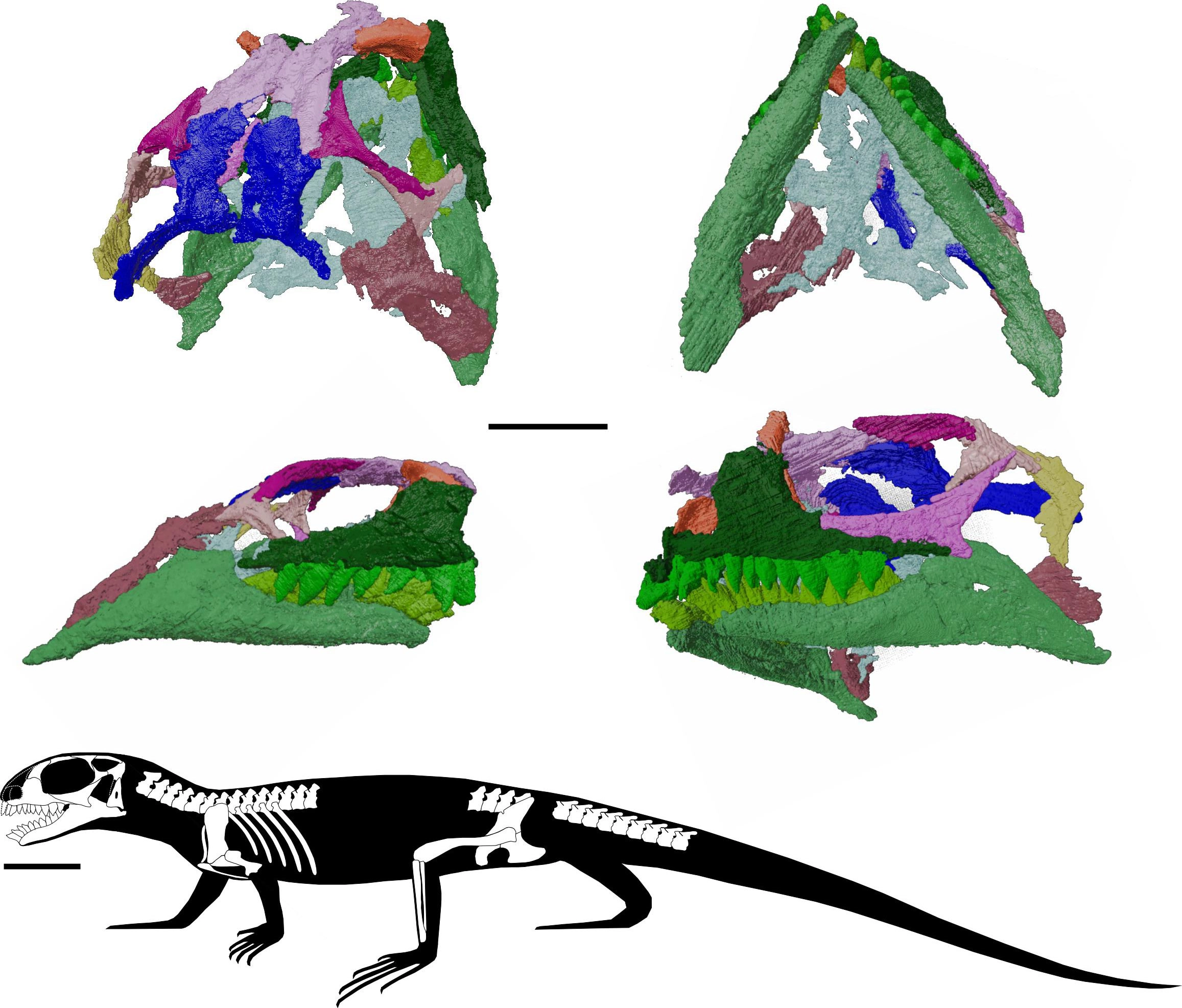 新化石改写我们对爬行动物进化的理解