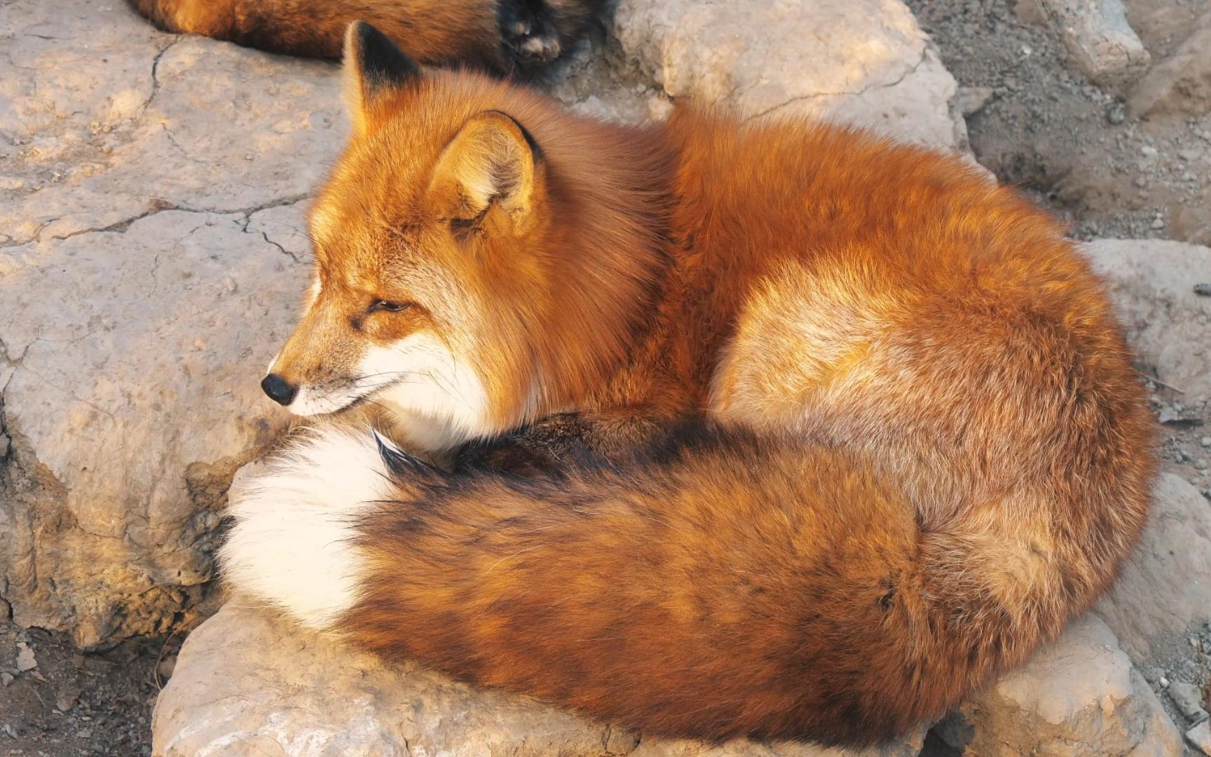一只狐狸打败全球99.9%的猎人,逃生五年,美国大片都不敢这么拍