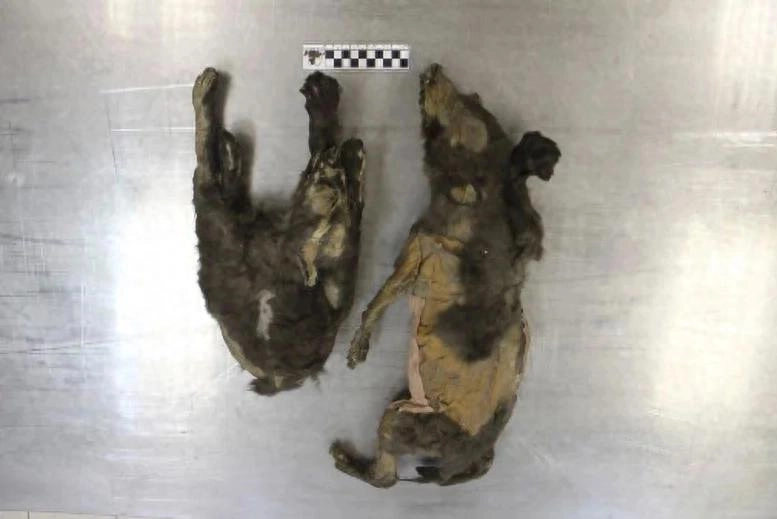 1.4万年前被冻结的“幼犬”其实是狼 - 万事屋 | 生活·动漫·娱乐综合社区-银魂同好聚集地