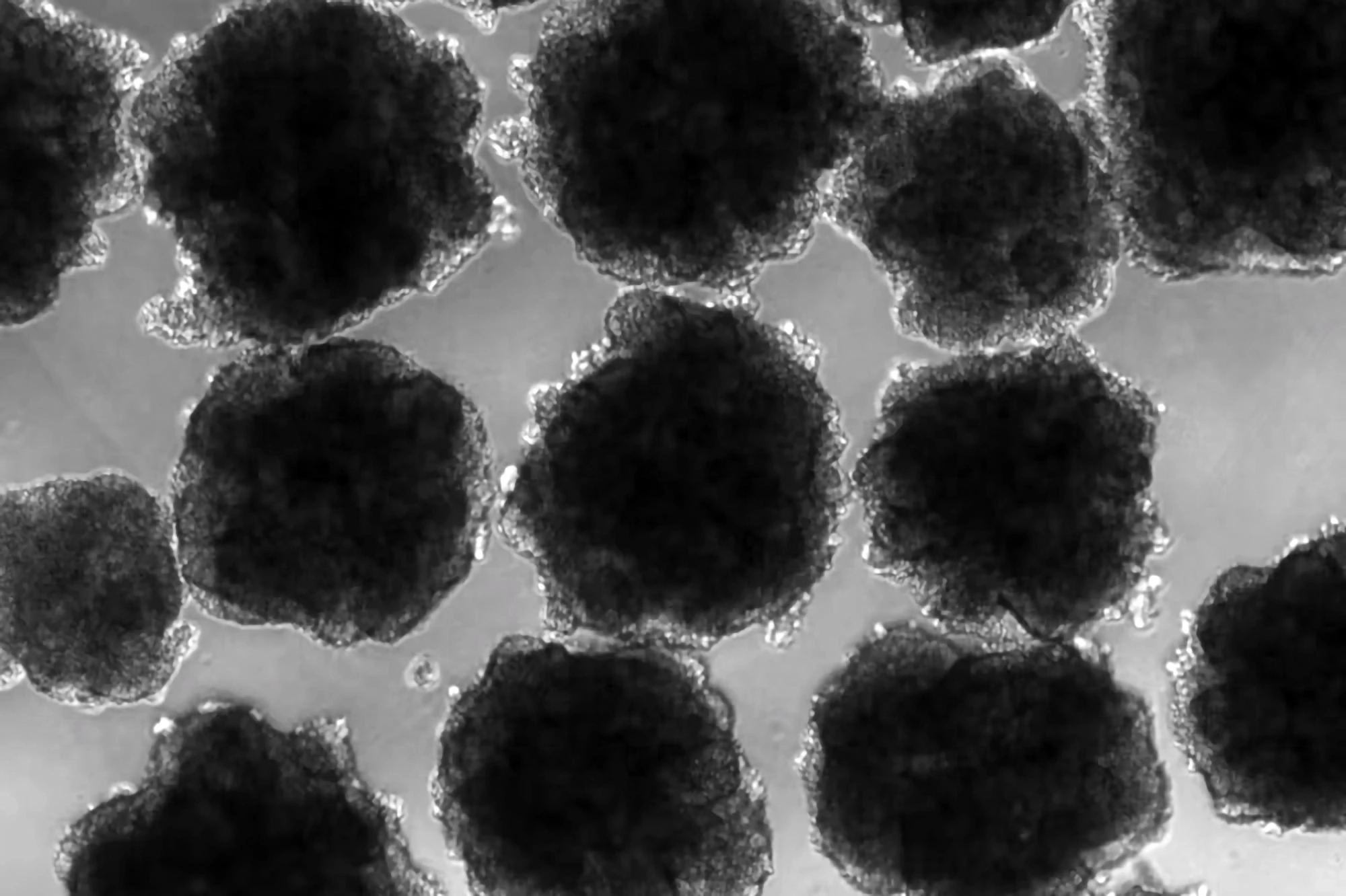 铅暴露影响了古人类和尼安德特人的大脑进化与行为 - 万事屋 | 生活·动漫·娱乐综合社区-银魂同好聚集地